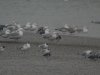 Caspian Gull at Hole Haven Creek (Steve Arlow) (156598 bytes)